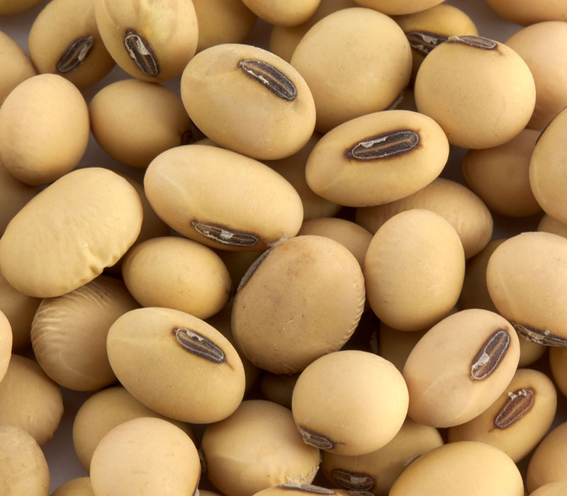 Soy Beans